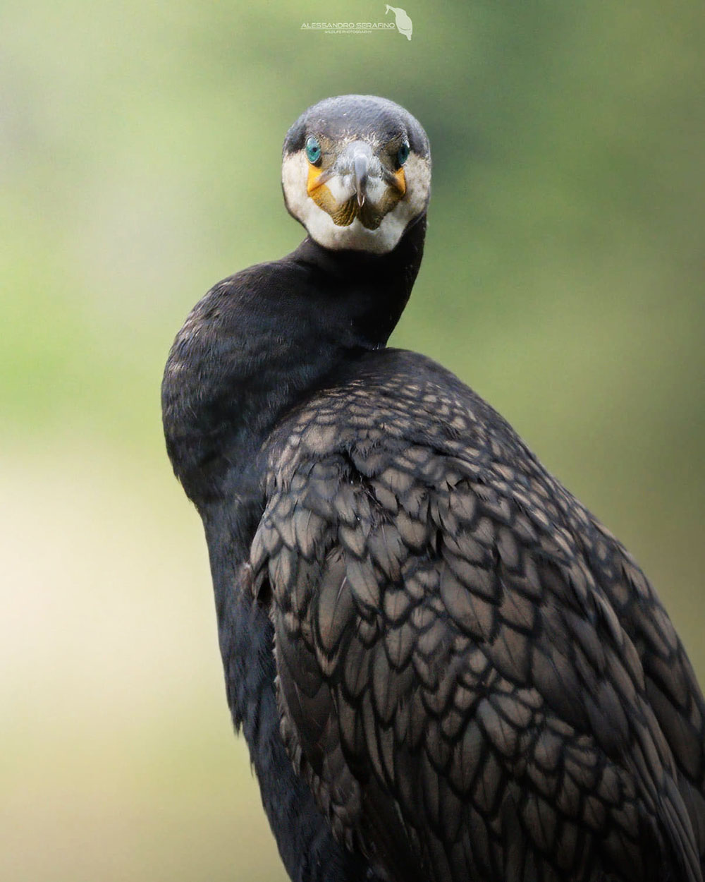 1974-05-27 Cormorano ai laghi di Avigliana. Piumaggio spettacolare e occhi azzurri - Alessandro Serafino